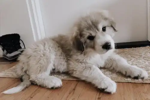 Atlas | Owner: Amy Atlas | Owner: Amy