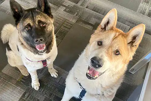 Baloo and Mona | Owner: Ben Baloo and Mona | Owner: Ben