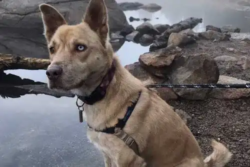 Bindi | Owner: Pat Bindi | Owner: Pat