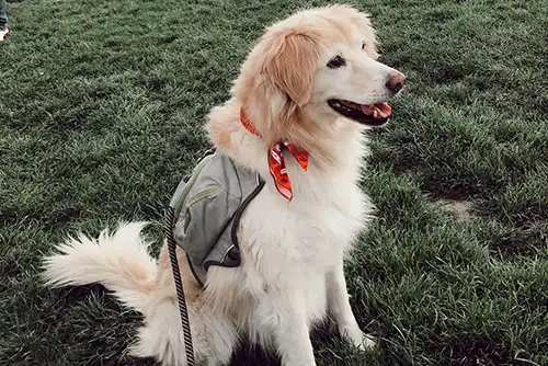 Chevelle | Owner: Amy Chevelle | Owner: Amy