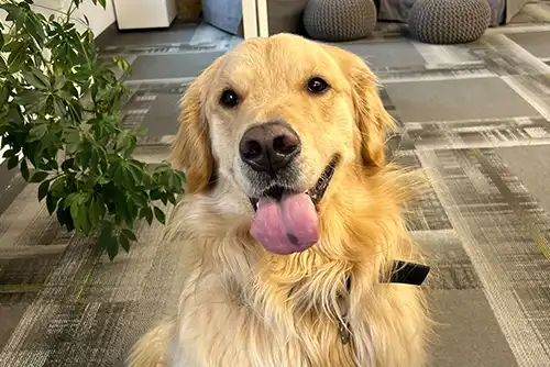 Chip | Owner: Annie Chip | Owner: Annie