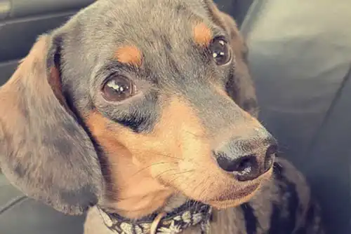 Domino | Owner: Nate Domino | Owner: Nate