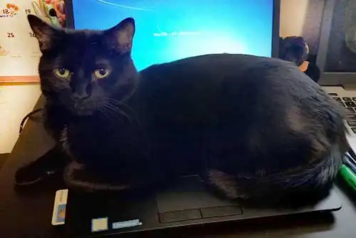 Dunkin | Owner: Ryan Dunkin | Owner: Ryan