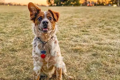 Finn | Owner: Makenzi Finn | Owner: Makenzi