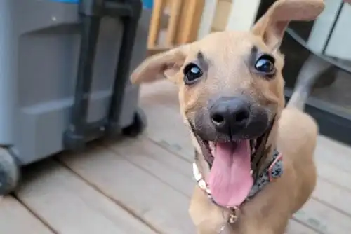 Iris | Owner: Ryan Iris | Owner: Ryan