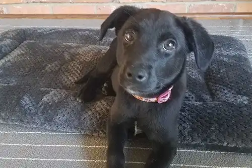 Maxi | Owner: Henrik Maxi | Owner: Henrik