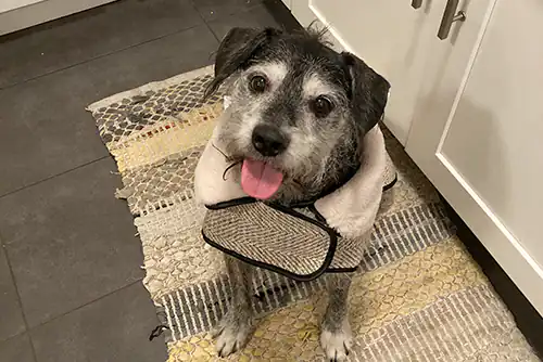 Muffin | Owner: Maryam Muffin | Owner: Maryam