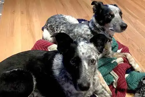 Puck & Finn | Owner: Nate G Puck & Finn | Owner: Nate G