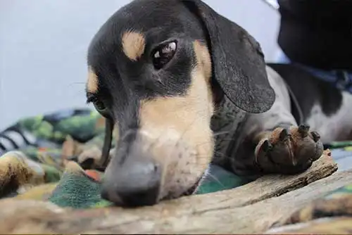 Rocco | Owner: Nate B Rocco | Owner: Nate B