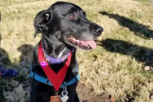 Sammy | Owner: Ryan Sammy | Owner: Ryan