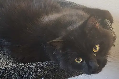 Spooky | Owner: Brianna Spooky | Owner: Brianna