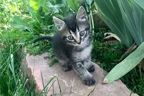 Widow | Owner: Jillian Widow | Owner: Jillian