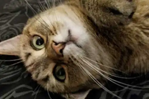 Zoe | Owner: Ryan Zoe | Owner: Ryan